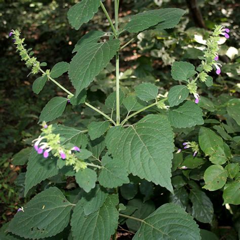 擋煞避邪|鬼月「避邪植物」推薦這5種！「抹草」沐浴可趨吉避。